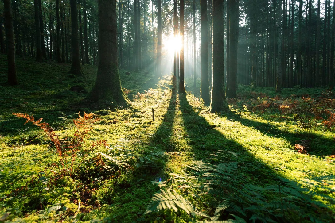 Choisir sa fendeuse à bois - Fédération des producteurs forestiers