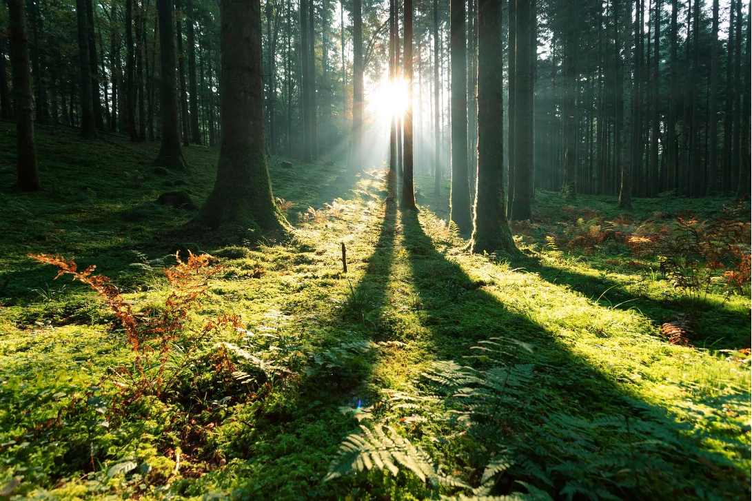 Foret de Fendage de Bois, Fendeuse de Bûches pour Machine à Bois